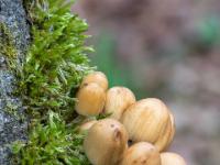 Ansammlung hellbrauner Pilze wächst aus Moos an Baumstamm
